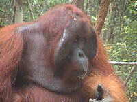 Orangutanboss